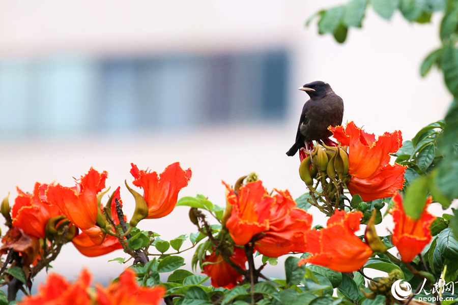 一只小鳥在火焰木花朵間眺望。人民網(wǎng) 陳博攝