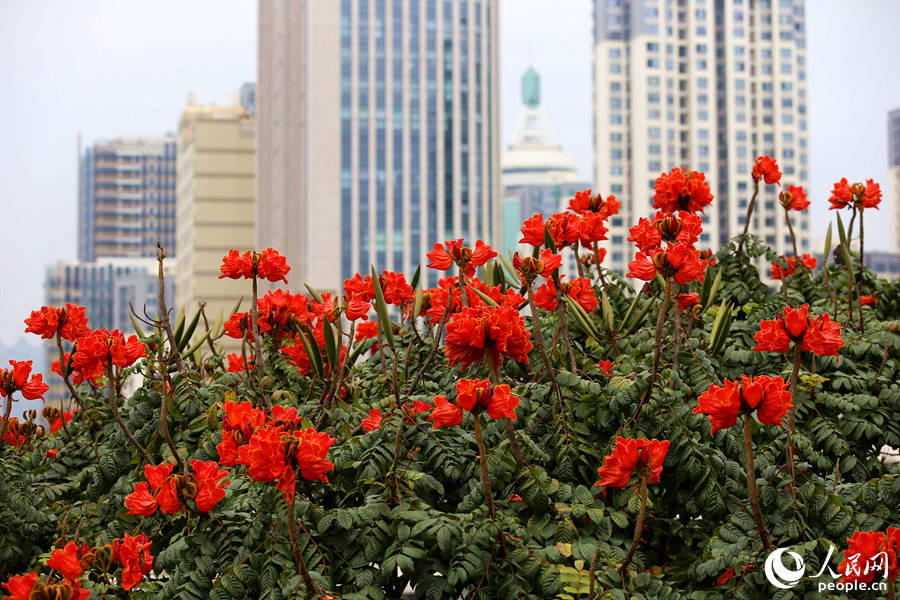 火焰木花朵在樹頂連片盛開。人民網(wǎng) 陳博攝