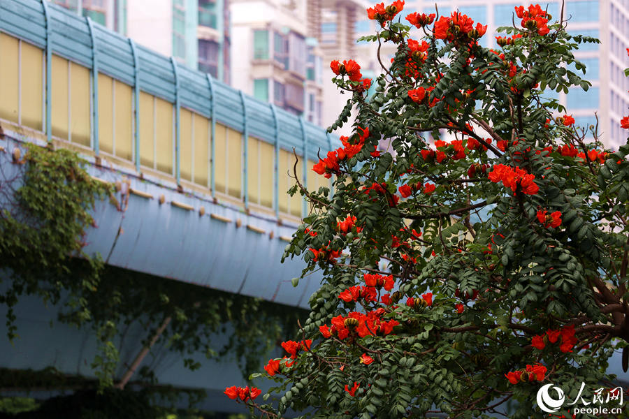 火焰木樹高10米以上，高度與BRT高架橋相當(dāng)。人民網(wǎng) 陳博攝