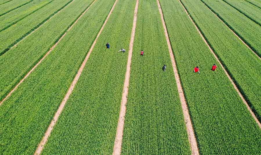 山東省鄒平市蔡家村高標準農田，農民在進行去雜作業(yè)。