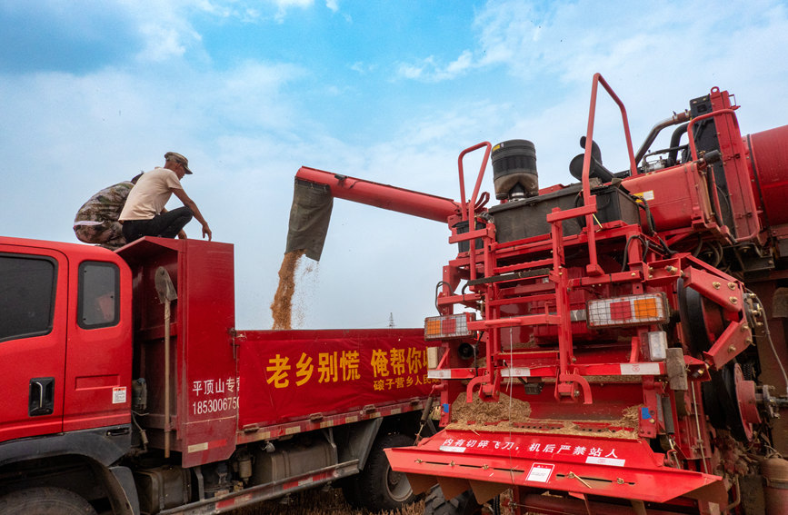 魯山縣組織多種形式的志愿隊(duì)伍，幫助困難群眾解決夏收夏種難題。葉全花攝