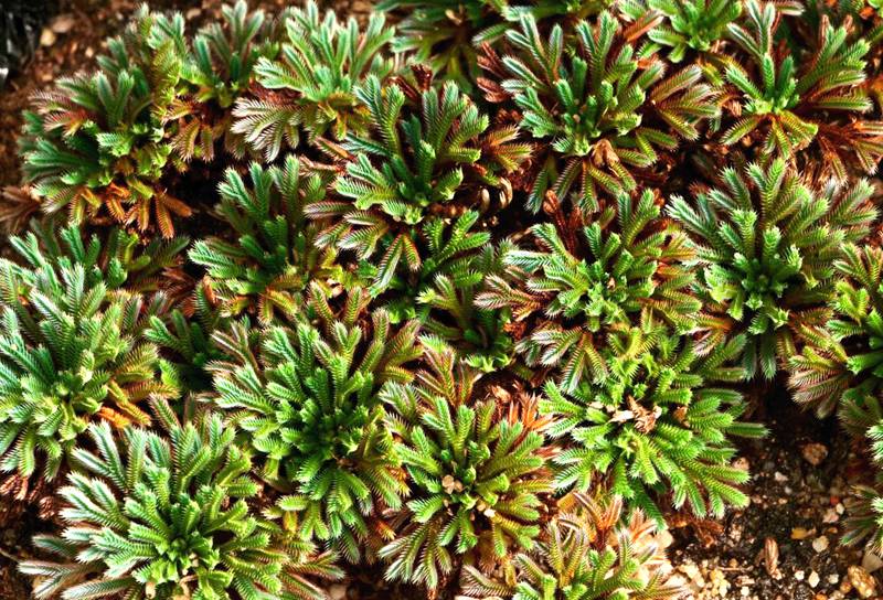 彩虹卷柏的葉片呈彩虹色。袁浪興供圖