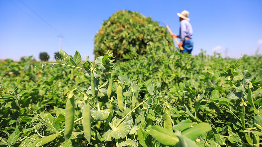 河北省唐山市灤南縣宋道口鎮(zhèn)崔董各莊村農民在田間收獲豌豆。張永新攝
