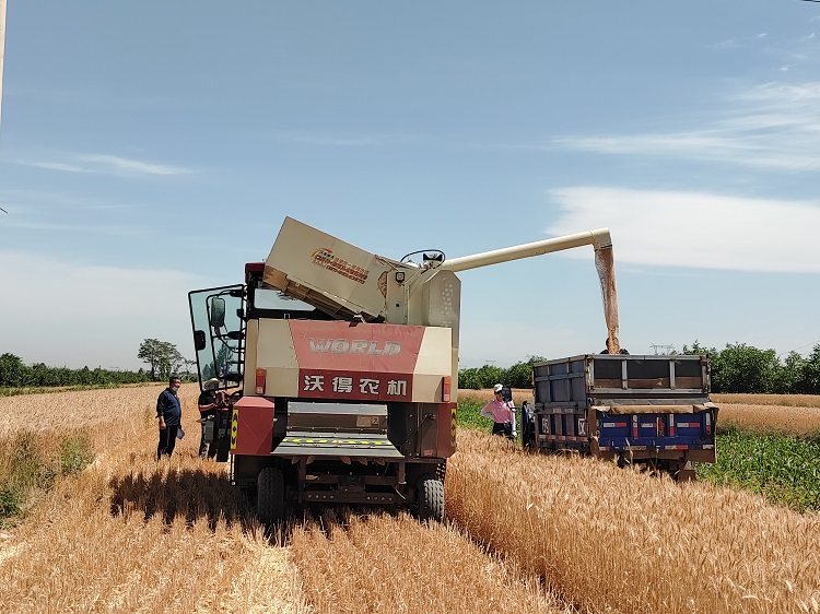 臨汾市堯都區(qū)賈得鄉(xiāng)大王村麥收現(xiàn)場。劉婷婷攝