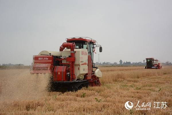 5月下旬，勝利圩高標準農(nóng)田內(nèi)，大型收割機作業(yè)。韋東寧攝