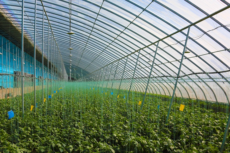 智慧蔬菜富民生。