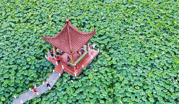 圖為金湖萬畝荷花蕩。陳義寶攝