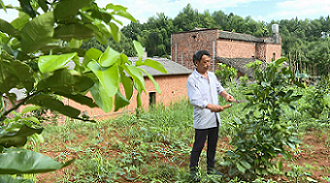 泉塘村村民正在修剪柚子樹樹枝。單位供圖