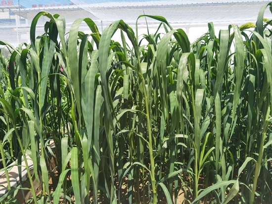 河北省張家口農(nóng)科院試驗田中的“張雜谷”正在茂盛生長。 受訪者供圖