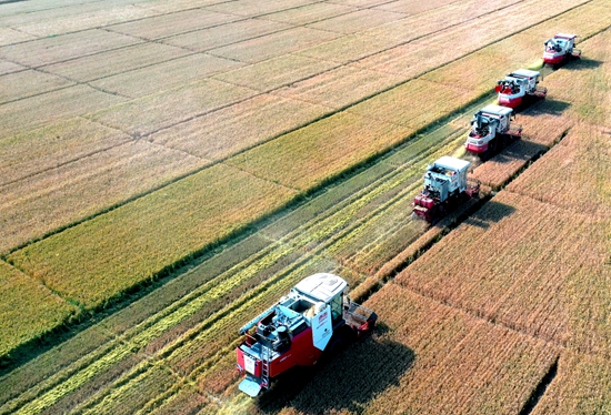 今年6月，河北省衡水市阜城縣碼頭鎮(zhèn)戈家墳村的麥田里，大型聯(lián)合收割機“組團”作業(yè)。 苗鳳強攝