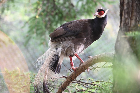 小五臺(tái)山國家級(jí)自然保護(hù)區(qū)繁育基地中的褐馬雞。姚偉強(qiáng)攝