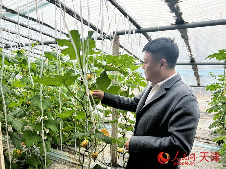西青區(qū)辛口鎮(zhèn)大杜莊村黨總支書記、村委會主任畢紅鴿介紹當(dāng)下大棚里種植的造型奇特的文玩葫蘆。  人民網(wǎng) 孫翼飛攝