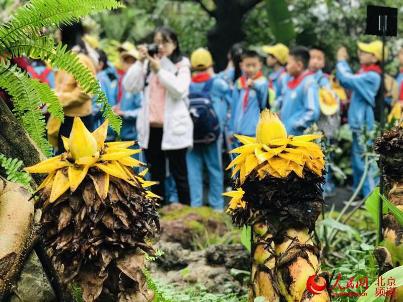 植物館里的地涌金蓮。地涌金蓮原產(chǎn)中國(guó)云南，為中國(guó)特產(chǎn)花卉。人民網(wǎng) 董兆瑞攝