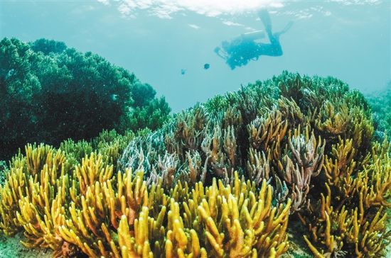 在三亞蜈支洲島附近海域，游客在體驗(yàn)海底美景。 本報(bào)記者 武威 通訊員 韋尚婷 攝