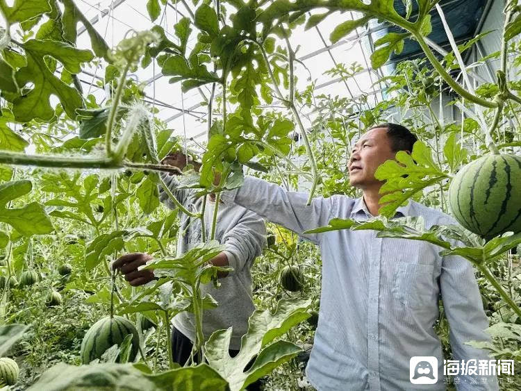 西瓜、藍(lán)莓、草莓上高原！山東濰坊援藏組因地制宜打造特色蔬菜發(fā)展中心