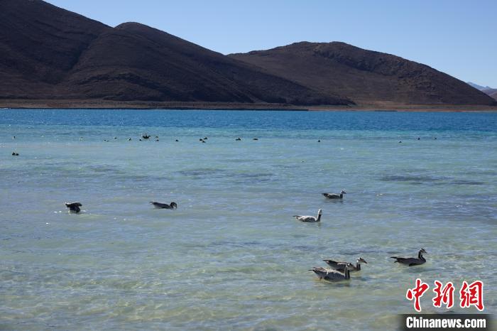圖為過冬的候鳥在羊湖游弋?！∪轿木?攝