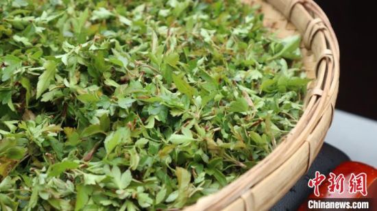 圖為班瑪藏雪茶。　孫睿 攝