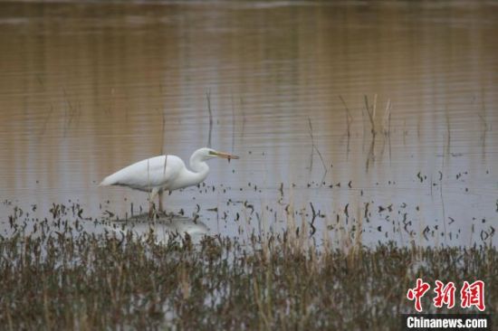 圖為大白鷺。可魯克湖-托素湖自然保護區(qū)服務中心供圖 　　
