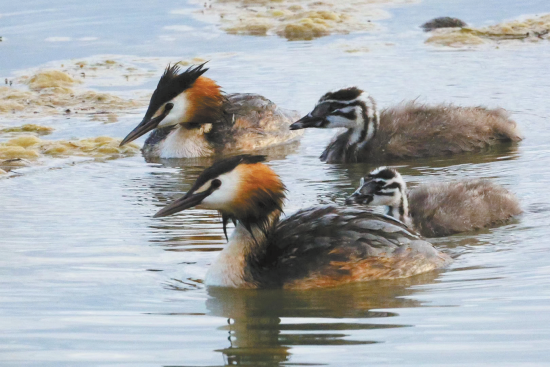 鳳頭鸊鷉。楊濤 攝