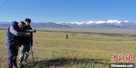 圖為工作人員正在進(jìn)行黑頸鶴衛(wèi)星跟蹤和環(huán)志工作?！∑钸B山國家公園青海省管理局供圖 攝