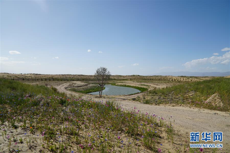（決戰(zhàn)決勝脫貧攻堅·圖文互動）（4）高原鄉(xiāng)鎮(zhèn)沙珠玉 治沙斗貧成“綠?！薄嗪Ｊ」埠涂h沙珠玉鄉(xiāng)采訪見聞
