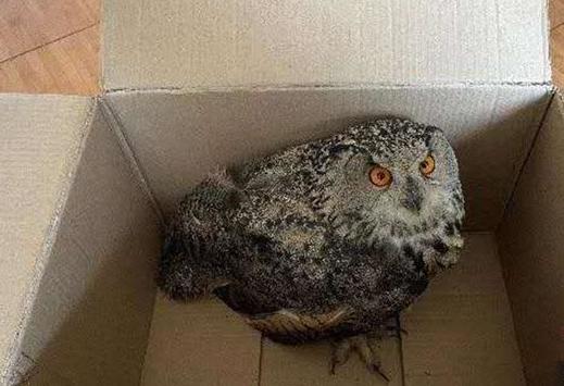 圖為青海省西寧市大通縣公安局森林警察大隊民警救助的國家二級保護野生動物——雕鸮?！∏嗪Ｊ」矎d森林警察總隊供圖 攝