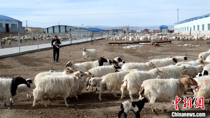 圖為馬金山查看羊羔長勢?！±铍h 攝