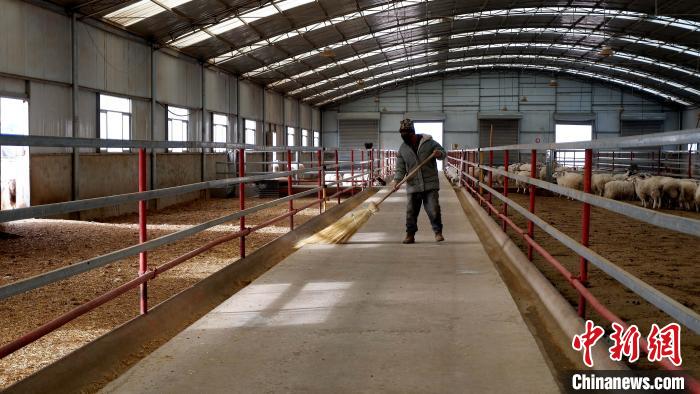 圖為放牧員扎布拉正在打掃羊棚衛(wèi)生。　李雋 攝