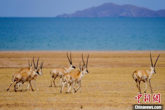 圖為西藏藏羚羊在色林錯(cuò)湖邊覓食，隨著保護(hù)措施的不斷加強(qiáng)，如今西藏藏羚羊種群數(shù)量獲得恢復(fù)性增長(zhǎng)?！〗w波 攝