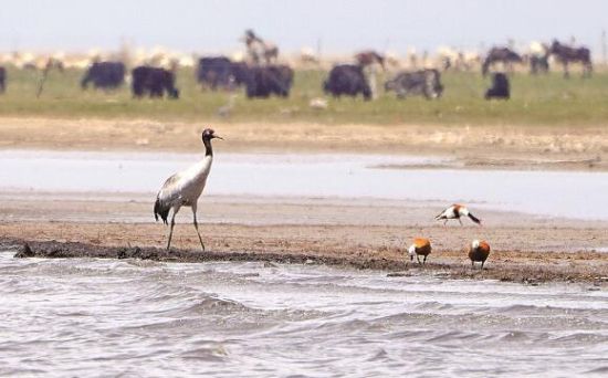  仙女灣一只黑頸鶴正在湖邊覓食。攝影：海東