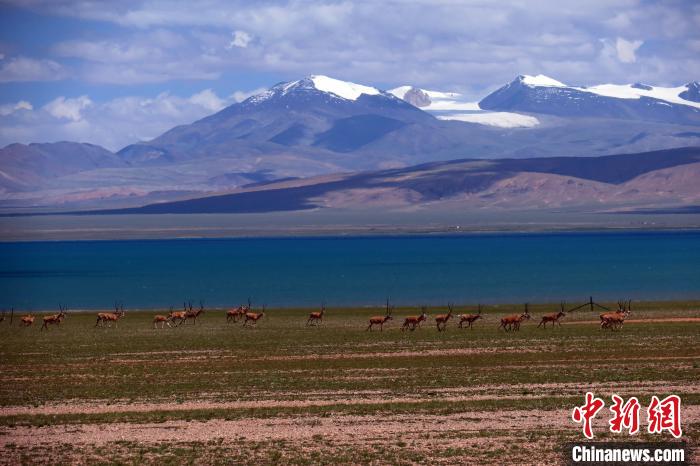 從317國(guó)道遠(yuǎn)眺達(dá)則錯(cuò)，湖岸藏羚羊與雪山美景令人矚目?！?lt;a target='_blank' ><p  align=
