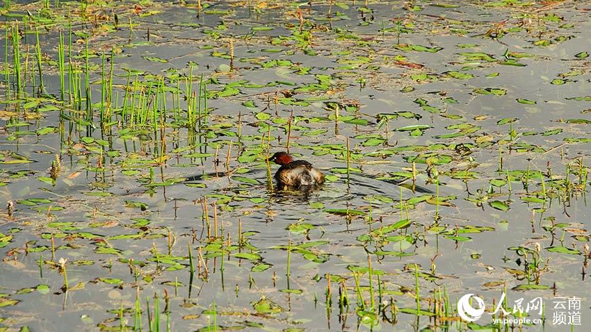 納帕海濕地內(nèi)遷徙停留的鳥。呂昊辰攝