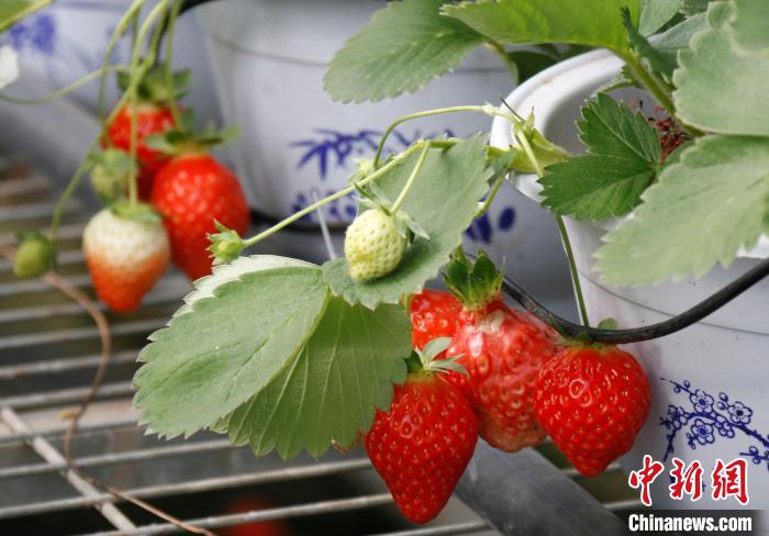 青?；ブ捍蛟烊珖畲蟾咴葺N苗繁育中心