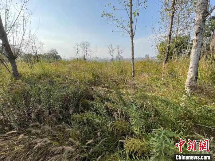 發(fā)現(xiàn)的加拿大一枝黃花?！畈?攝