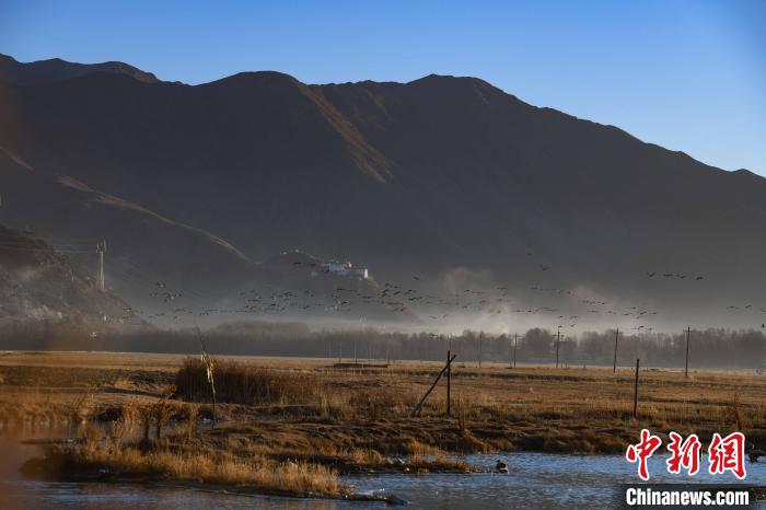 圖為拉薩市林周縣境內(nèi)飛翔的候鳥?！∝暩聛硭?攝