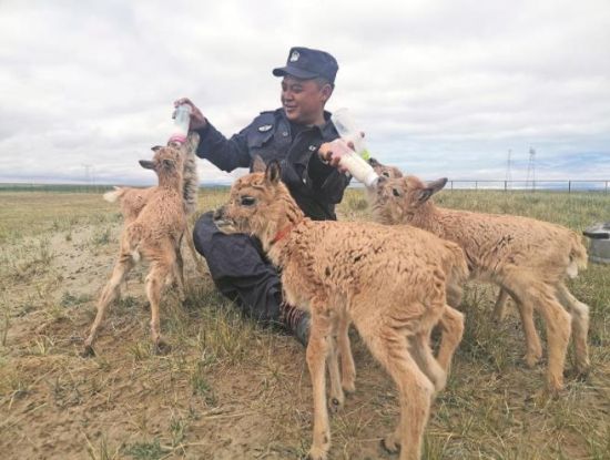  生命禁區(qū)的超級(jí)“奶爸”。