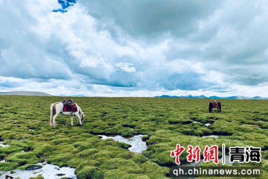 圖為長(zhǎng)江南源沼澤濕地。李江寧攝