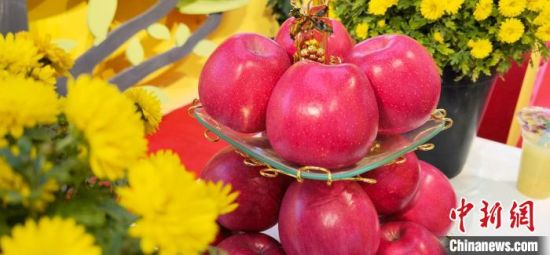2021年10月15日，中國(guó)蘋果首屆產(chǎn)銷峰會(huì)暨甘肅平?jīng)龉焚Q(mào)易大會(huì)在平?jīng)鍪徐o寧縣開(kāi)幕。(資料圖) 魏建軍 攝