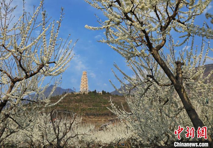 潔白的李花與碉樓交相輝映，勾勒出一幅美麗的和諧生態(tài)畫卷?！『吻搴?攝