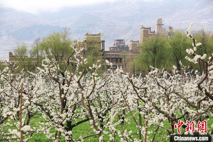 潔白的李花與村寨交相輝映，勾勒出一幅美麗的和諧生態(tài)畫卷?！『吻搴?攝