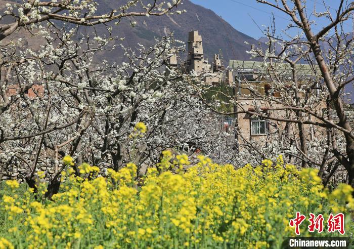 潔白的李花與村寨交相輝映，勾勒出一幅美麗的和諧生態(tài)畫卷?！『吻搴?攝