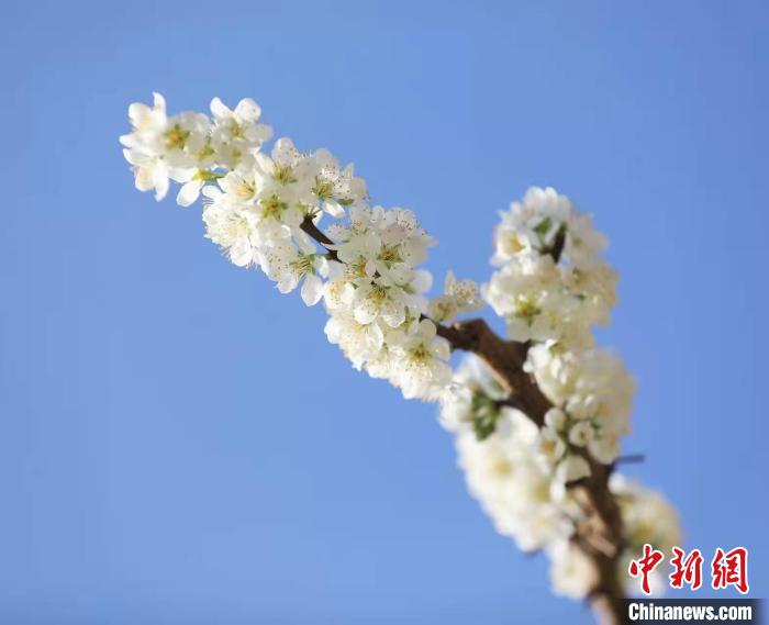 李花盛開。　何清海 攝