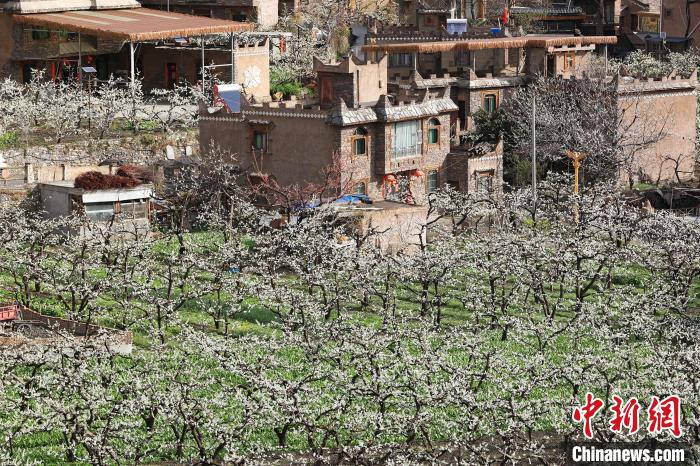潔白的李花與村寨交相輝映，勾勒出一幅美麗的和諧生態(tài)畫卷。　何清海 攝