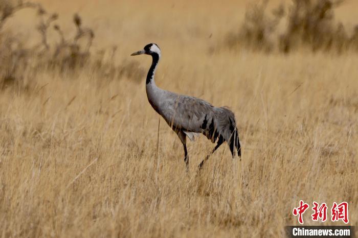 圖為灰鶴在青海海西蒙古族藏族自治州都蘭縣巴隆地區(qū)“閑庭漫步”?！?松太加 攝