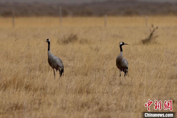 圖為灰鶴在青海海西蒙古族藏族自治州都蘭縣巴隆地區(qū)“閑庭漫步”?！?松太加 攝