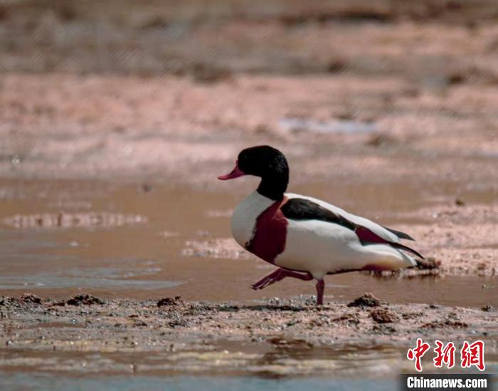 圖為翹鼻麻鴨?！」Π栽?攝