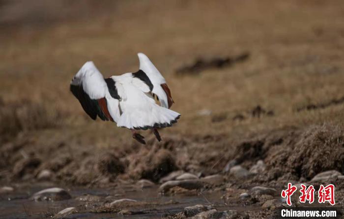 圖為翹鼻麻鴨。　功霸扎西 攝