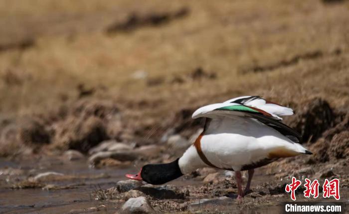 圖為翹鼻麻鴨。　功霸扎西 攝