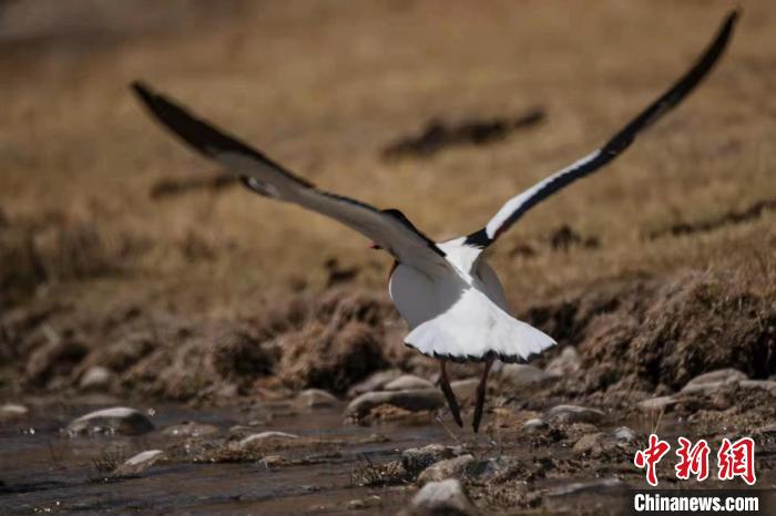 圖為騰飛的翹鼻麻鴨。　功霸扎西 攝