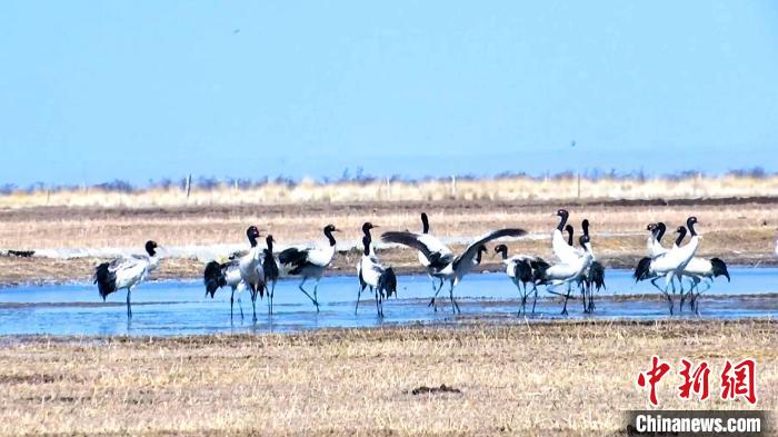 圖為成群的黑頸鶴“翩翩起舞”?！‘斨?攝